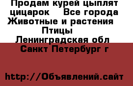 Продам курей цыплят,цицарок. - Все города Животные и растения » Птицы   . Ленинградская обл.,Санкт-Петербург г.